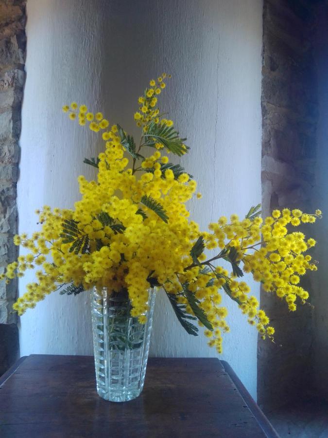 Bed and Breakfast Cascinale La Mimosa Cupramontana Exterior foto
